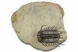 Spiny Koneprusia Trilobite - Foum Zguid, Morocco #344463-3